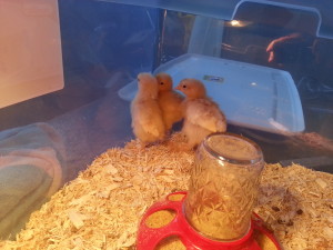 evil never looked so cute!