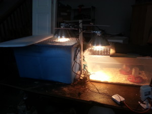 chickens in the broodinator