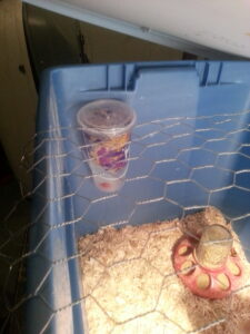 Chicken Waterinator installed into the brooder